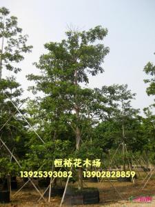 尖叶杜英