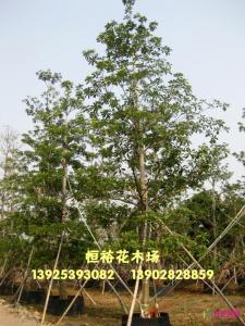 尖叶杜英