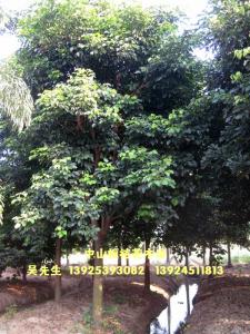 秋枫树